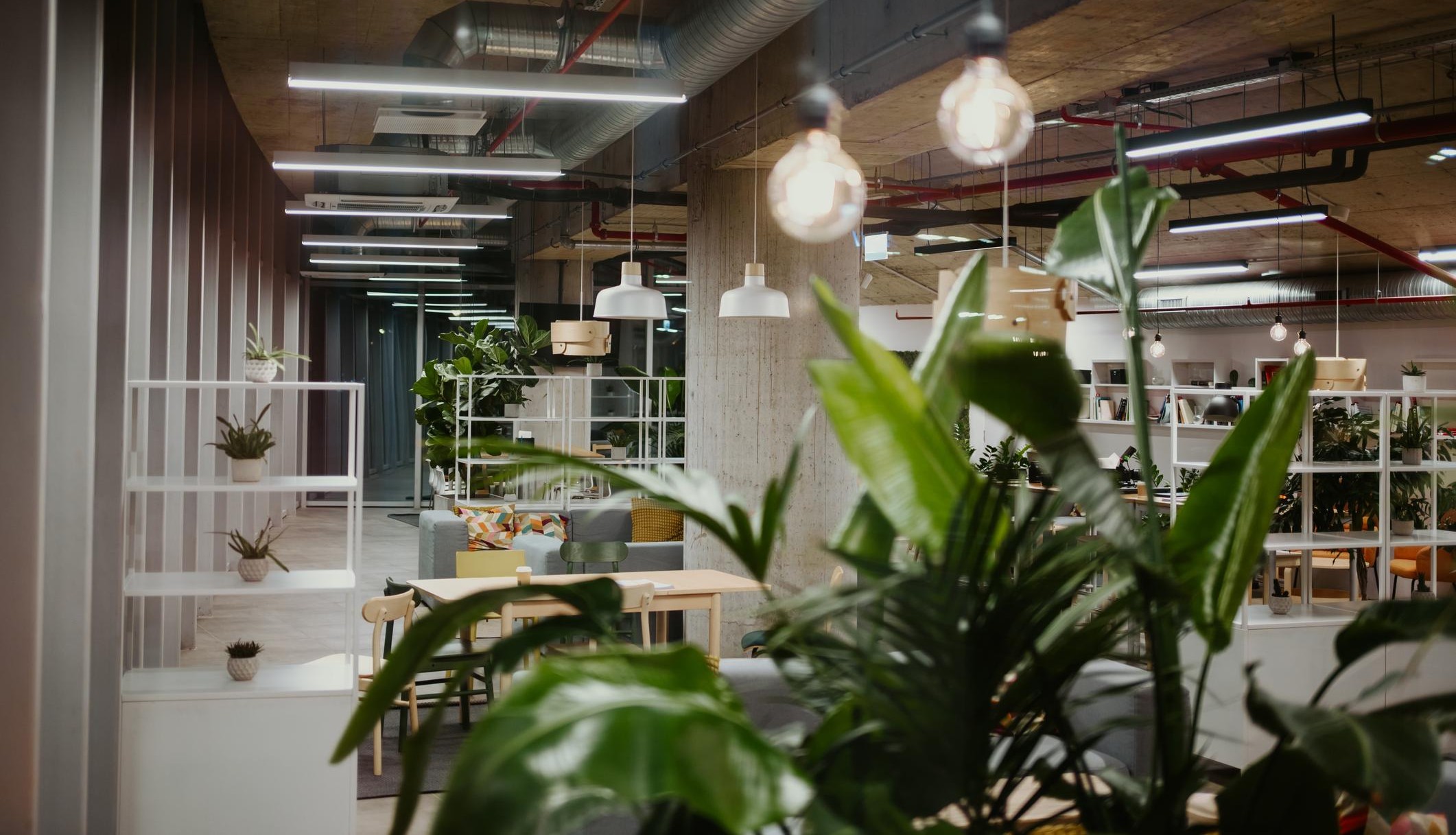 Çekmeköy İç Mekan Bitki Bakım Hizmeti